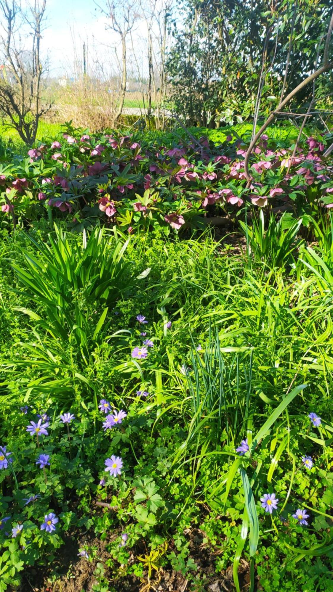 לינה וארוחת בוקר Ravarino La Rosa Selvatica מראה חיצוני תמונה